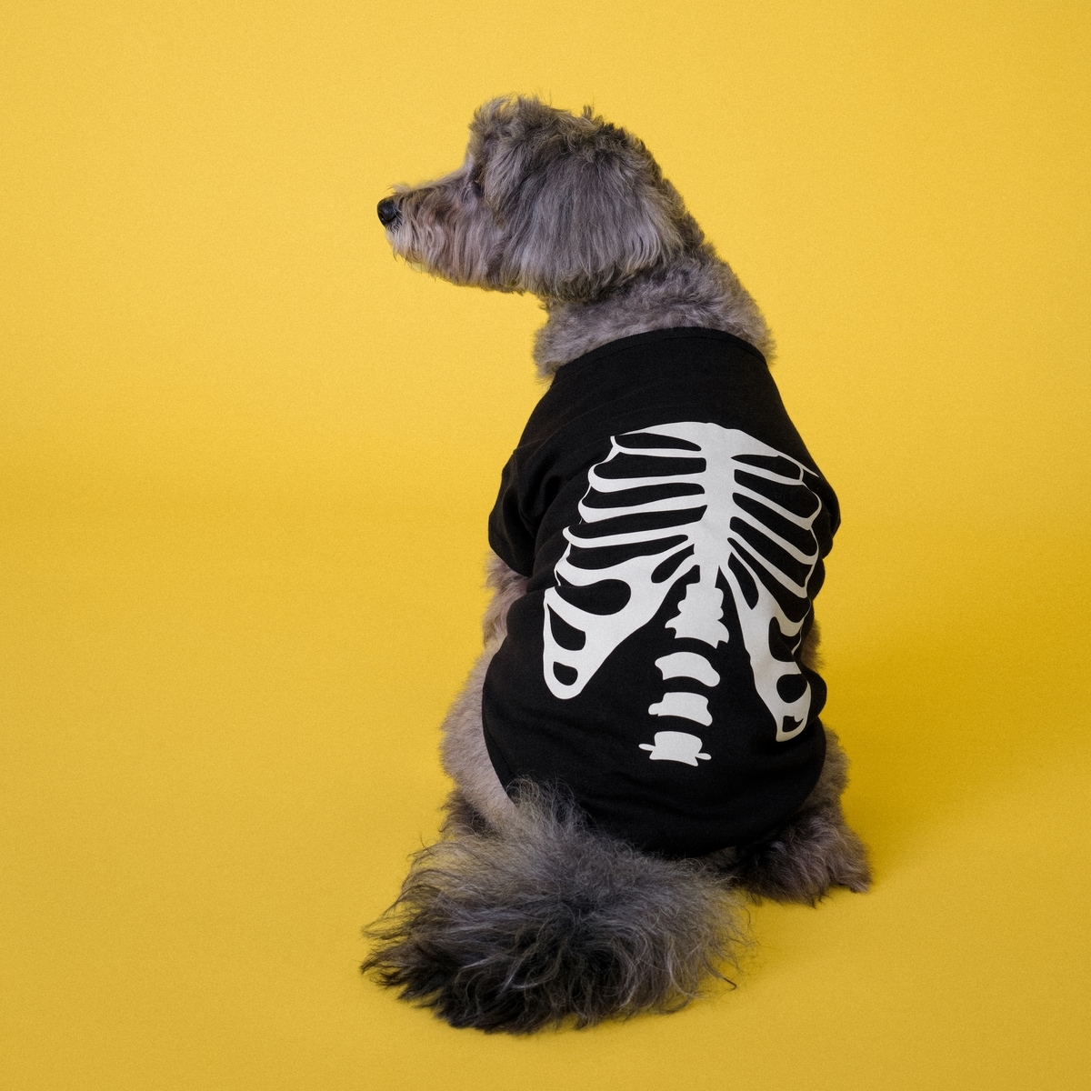 Joe Fresh Skeleton Pet T-Shirt 1 ea, $16.00/1ea