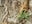 Vert Militaire