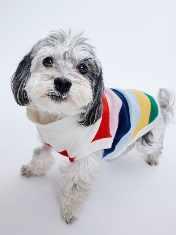 Striped Pet Sweater - Off White