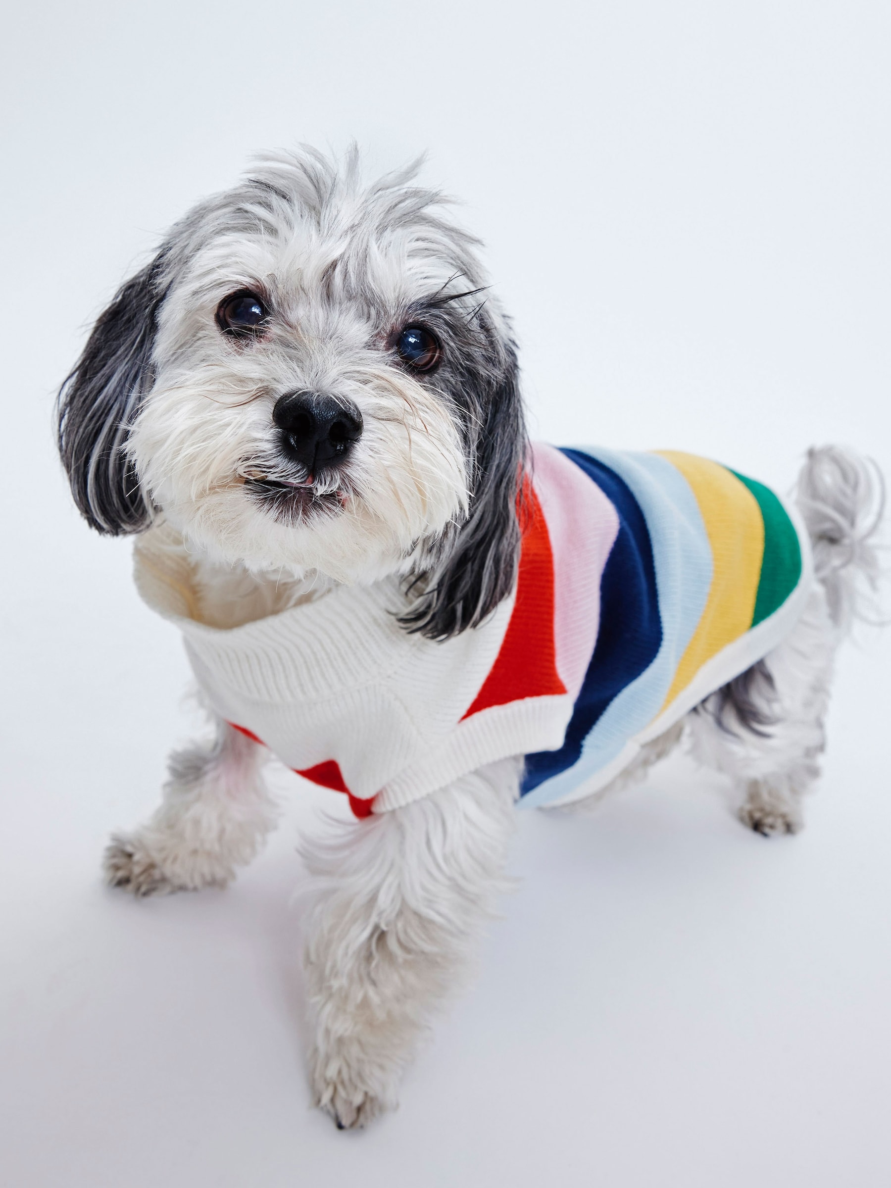 Striped Pet Sweater