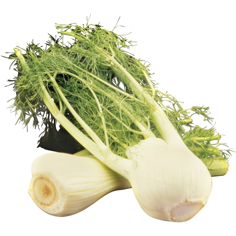 Fennel