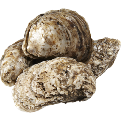 null Blue Point Oysters 1 ea