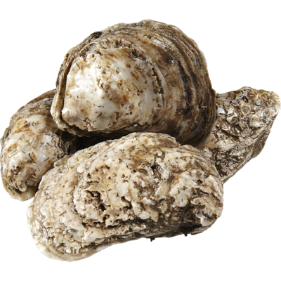 null Blue Point Oysters 1 ea