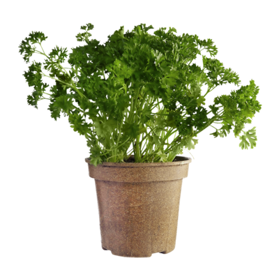 null Persil frisé biologique en pot 1 ea, 5,50 $/1ch