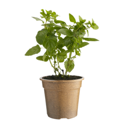 Organic Mint Potted