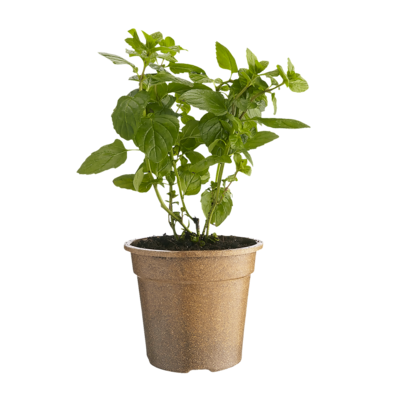 null Organic Mint Potted 1 ea, $5.00/1ea