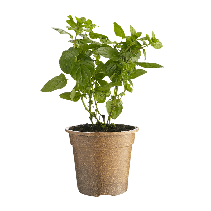 Organic Mint Potted