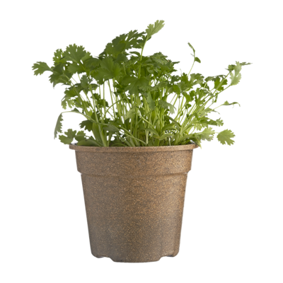 null Organic Coriander Potted 1 ea, $4.99/1ea