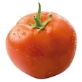 Tomates en vigne