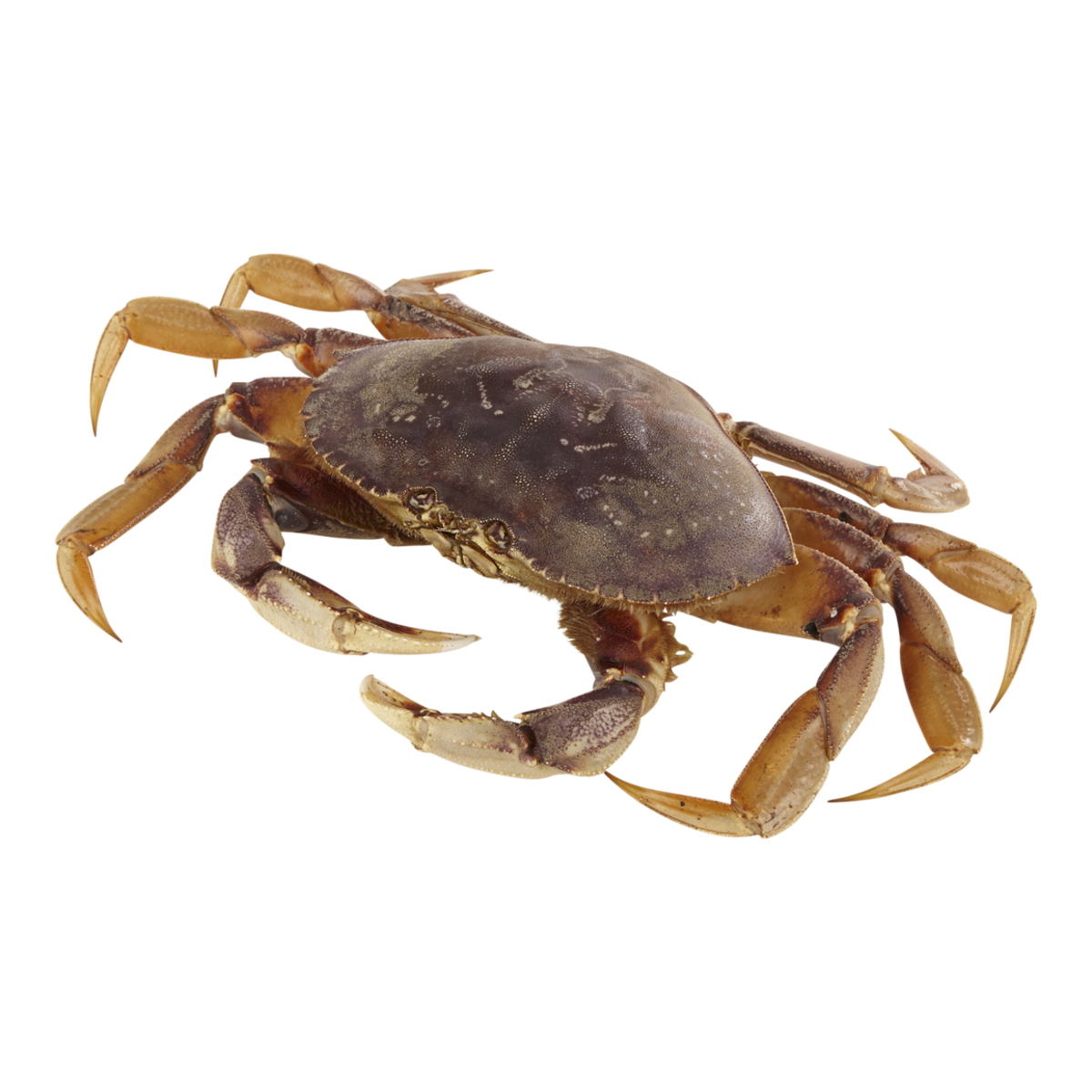 Live Dungeness Crab