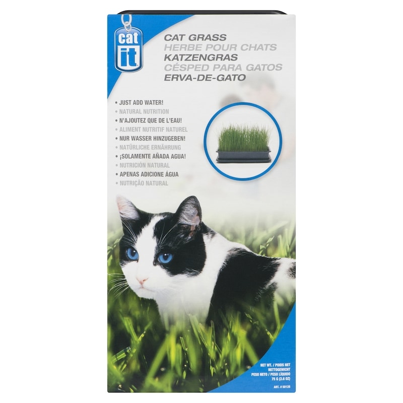 Catnip Grass