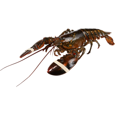 null Live Lobsters 1-1.25 Lbs $48.48/1kg $22.00/1lb