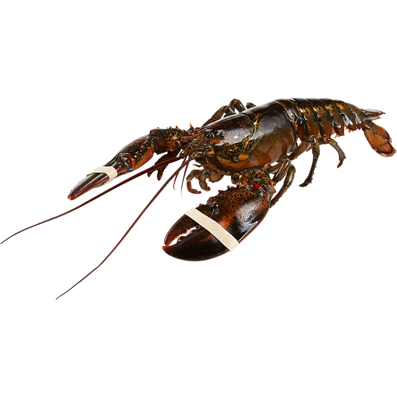 Live Lobsters 1-1.25 Lbs
