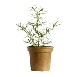Organic Rosemary Potted