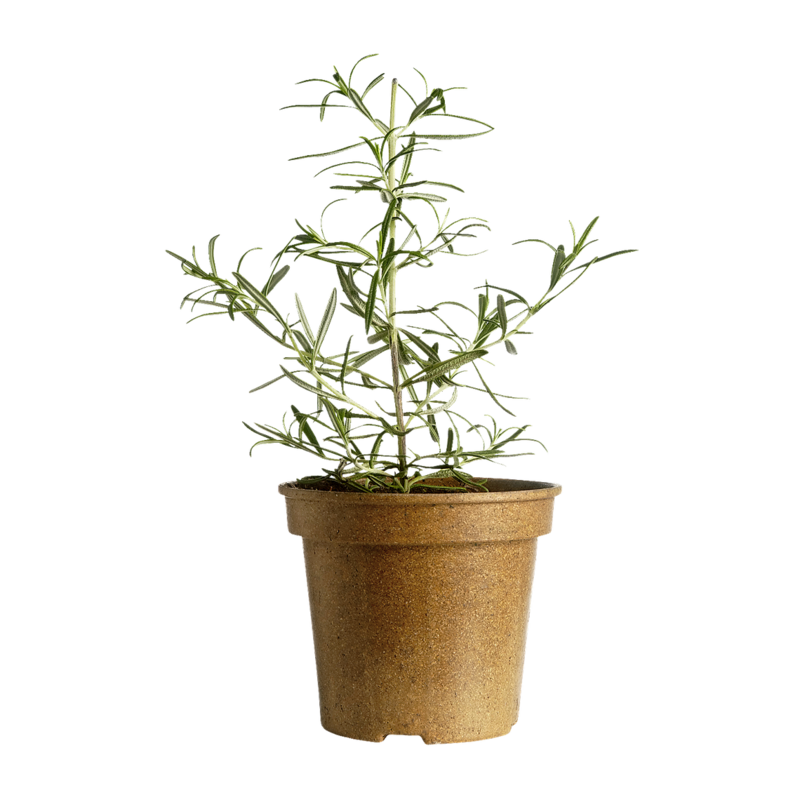 Organic Rosemary Potted