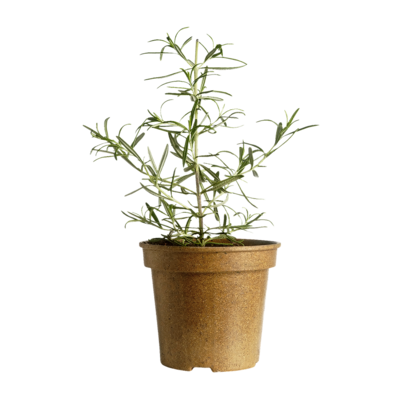 null Romarin biologique en pot 1 ea, 5,00 $/1ch