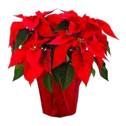 null Poinsettia in potcover, 6 inch 1 ea, $6.99/1ea