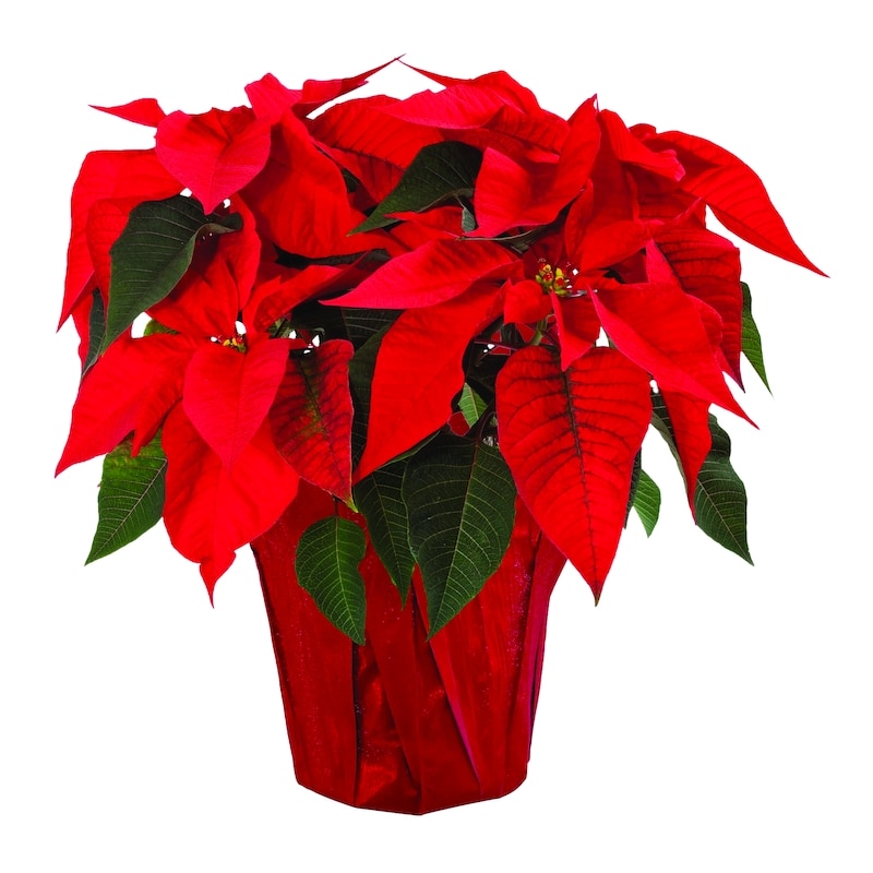 Poinsettia in potcover, 6 inch