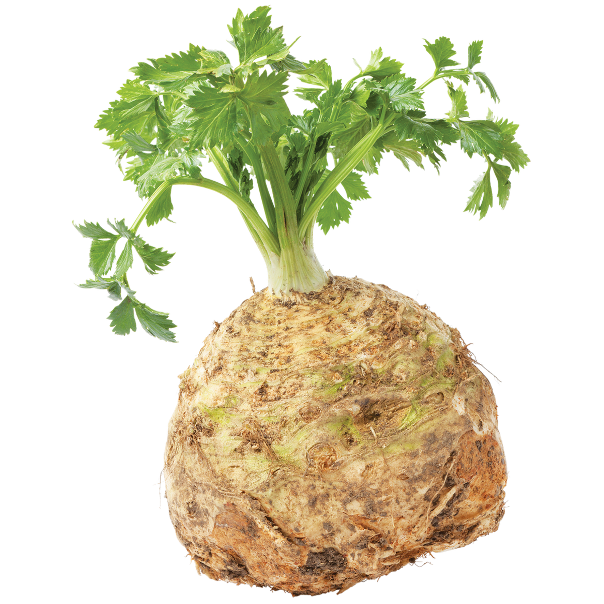 null Céleri-rave 5,51 $/1kg 2,50 $/1lb
