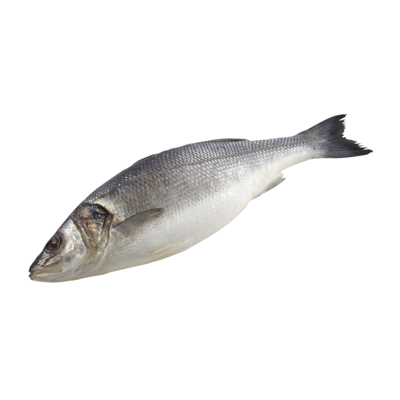 European Sea Bass, Whole