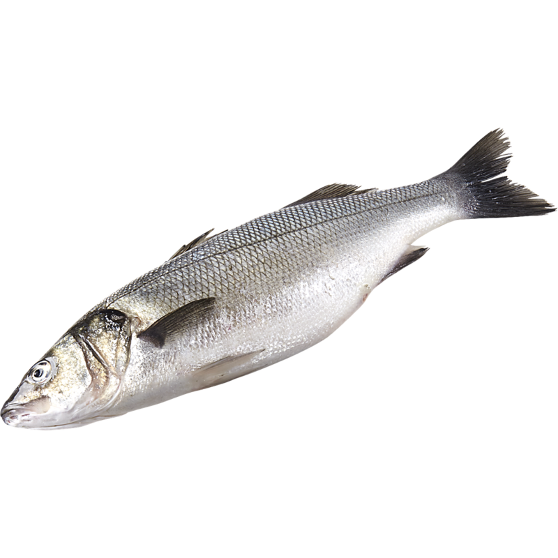 European Sea Bass, Whole