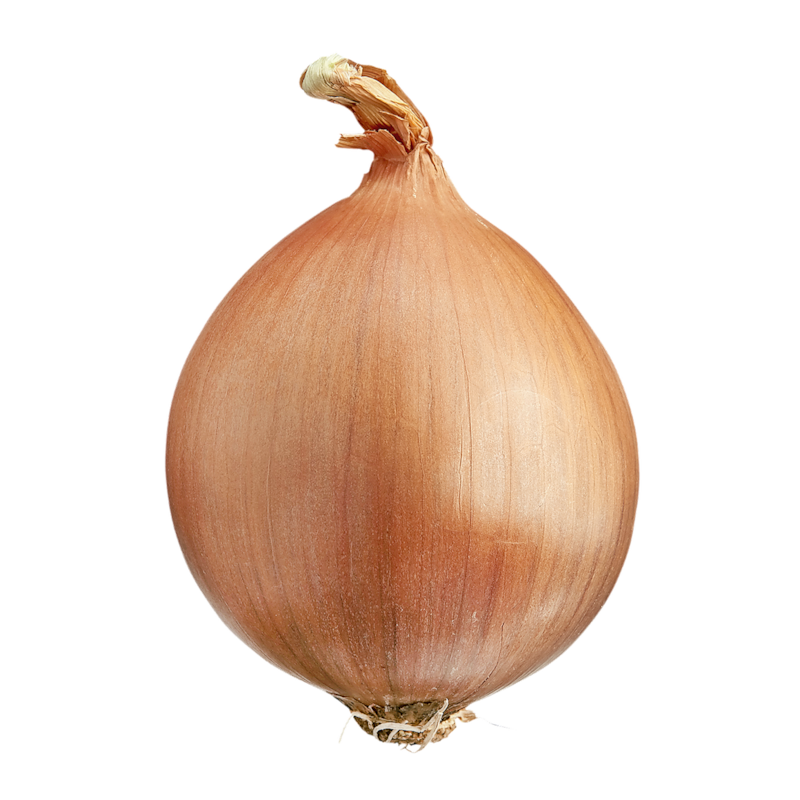 Spanish Onion