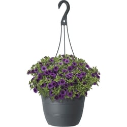 null Fleur annuelle 1 ea, 10,00 $/1ch