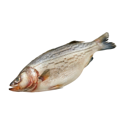 null Striped Bass, Whole $30.84/1kg $13.99/1lb