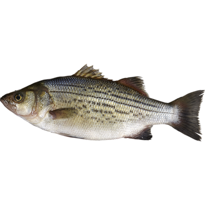 Striped Bass, Whole
