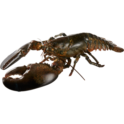 null Homard colossal vivant 4 lb et plus 41,86 $/1kg 18,99 $/1lb