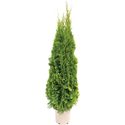 BTN Brookdale Gallon Cedar 1 ea, $29.99/1ea