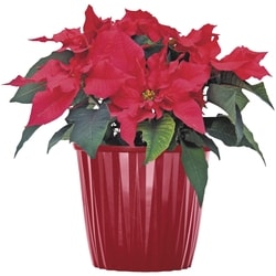 null Large Poinsettia in Upgrade Pot 8 Inch 1 ea, $24.00/1ea