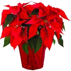 null Poinsettia in potcover, 6 inch 1 ea, $8.00/1ea