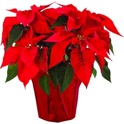 null Poinsettia in potcover, 6 inch 1 ea, $8.00/1ea