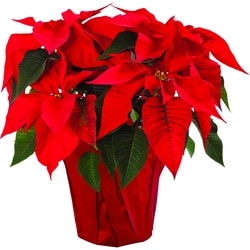 null Poinsettia dans un cache-pot de 6 po 1 ea, 8,00 $/1ch