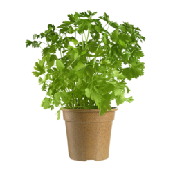 Organic Italian Parsley Potted