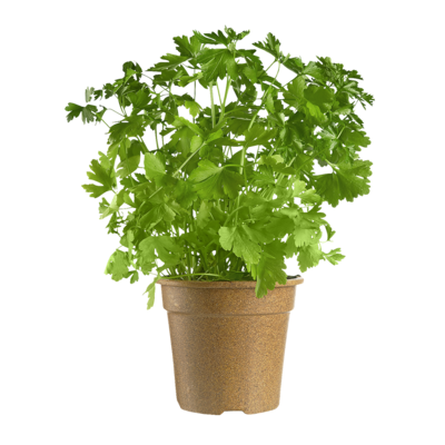 null Organic Italian Parsley Potted 1 ea, $4.99/1ea