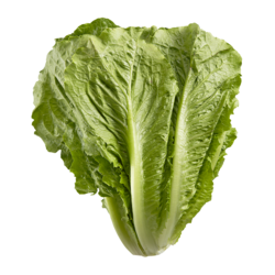 null Romaine Lettuce, case 1 ea, $3.92/1ea
