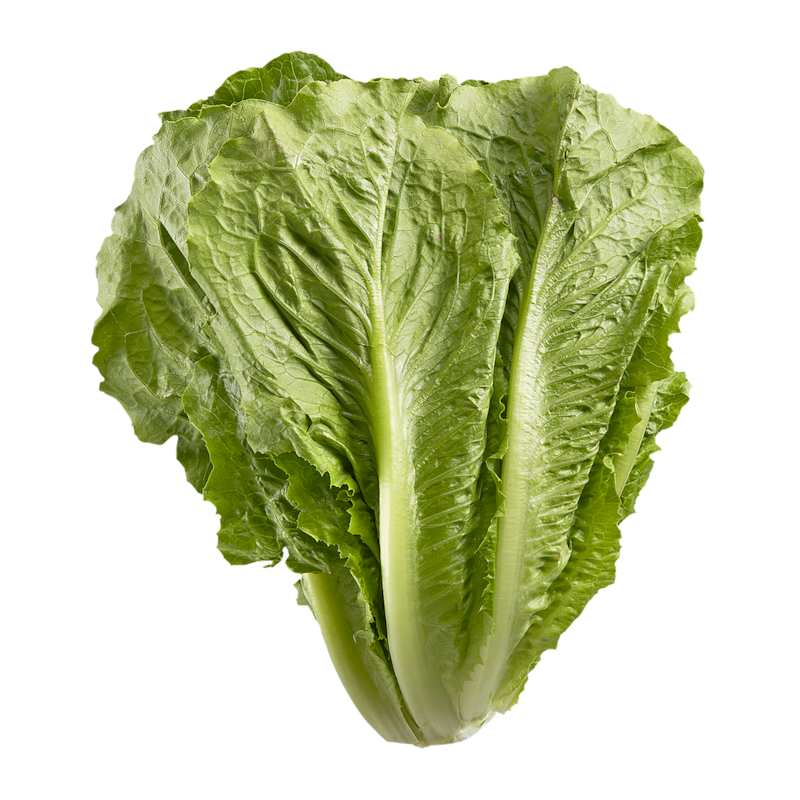 Romaine Lettuce