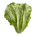 Laitue romaine