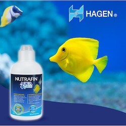 Water Treatment for Ornamental Fish: Essential Tips for Crystal Clear Tanks