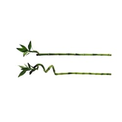 null Bambou 30 Cm 1 ea, 2,00 $/1ch