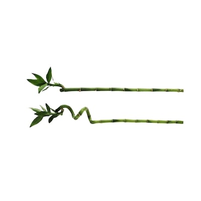 null Bambou 30 Cm 1 ea, 2,00 $/1ch