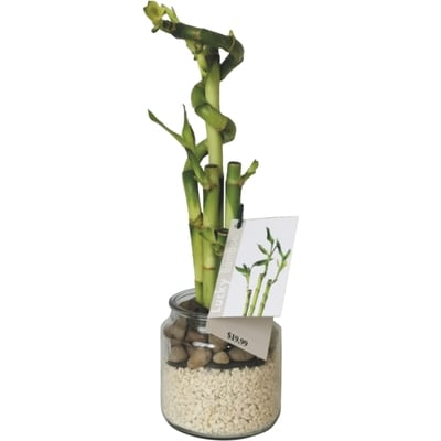 null Arrangement en bambou 1 ea, 22,00 $/1ch