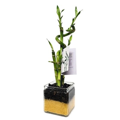 null Moyen arrangement de bambou porte-bonheur 1 ea, 22,88 $/1ch