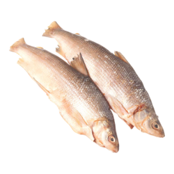 null Corégone entier frais 20,92 $/1kg 9,49 $/1lb