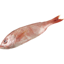 null Vivaneau entier frais 39,66 $/1kg 17,99 $/1lb