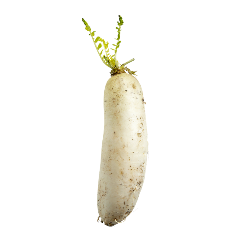 LoBok (Daikon Radish)