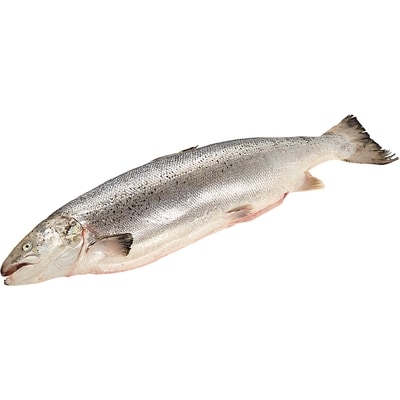 null Fresh Whole Atlantic Salmon $6.59/1kg $2.99/1lb