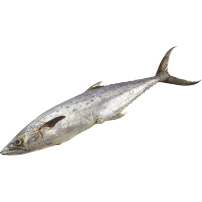 null Spanish Mackerel $22.02/1kg $9.99/1lb